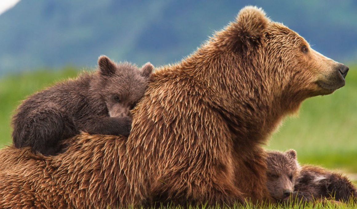 Bears - κριτική ταινίας