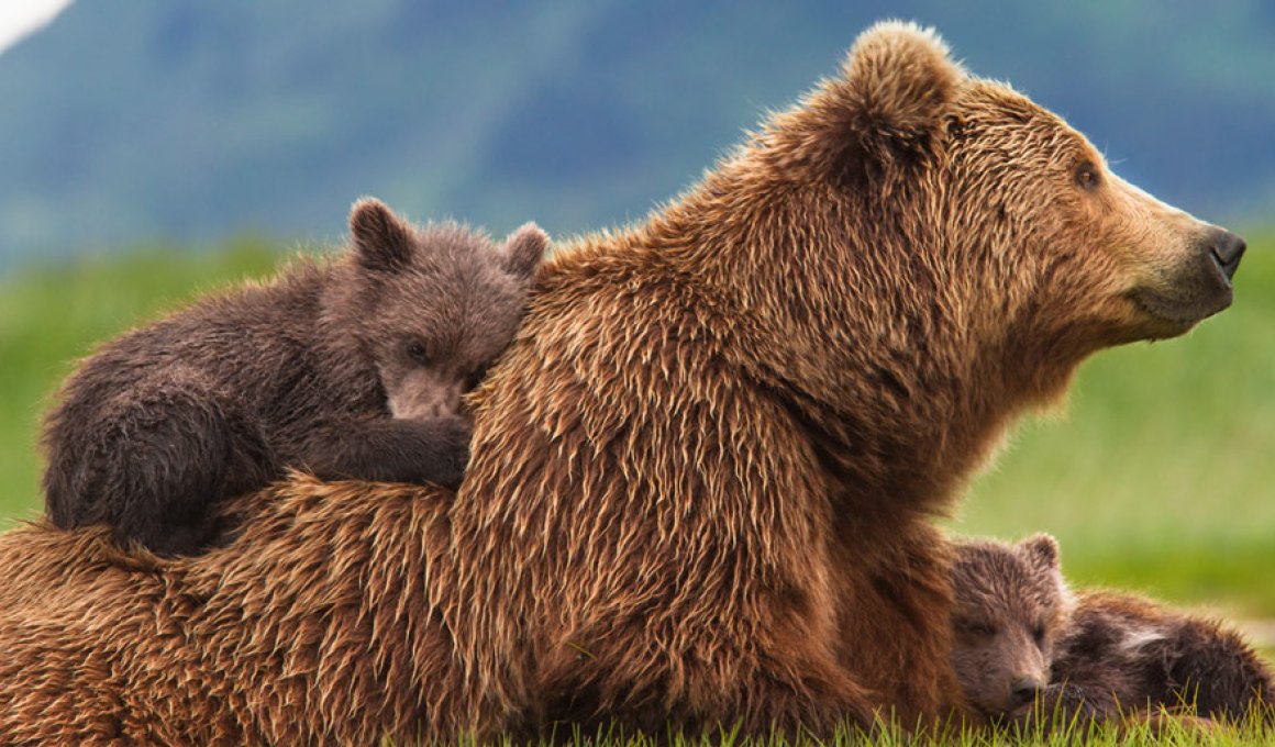 Bears - κριτική ταινίας