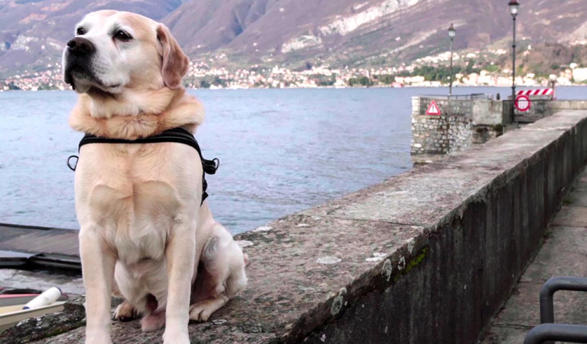 "Dogs": Ένα ερωτικό γράμμα στους τετράποδους φίλους μας