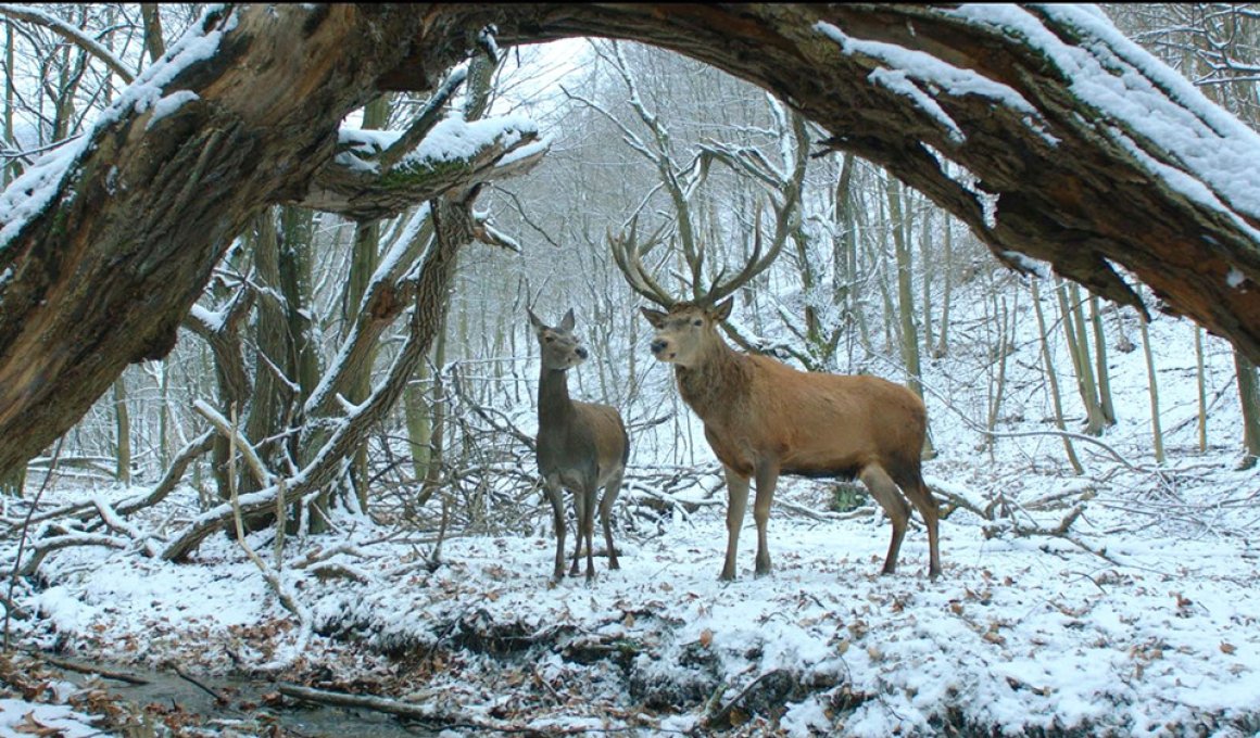 Berlinale 17: Δείτε 8 λεπτά από την ταινία που πήρε την Χρυσή Άρκτο