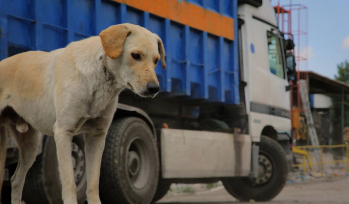 greek animal rescue