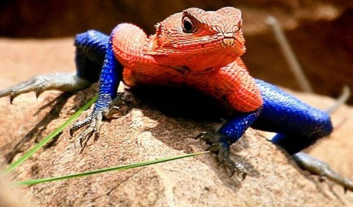 “The lizard” : Ο «εχθρός» του Spider-man είναι... φτυστός!