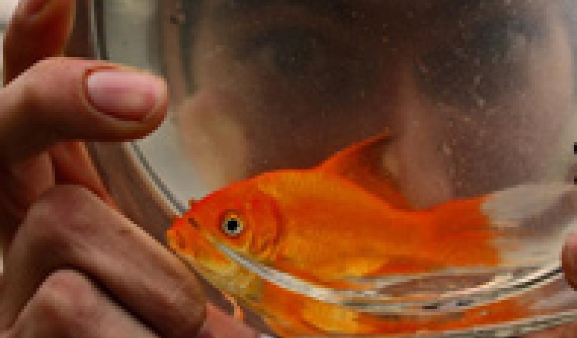 Goldfish - κριτική ταινίας