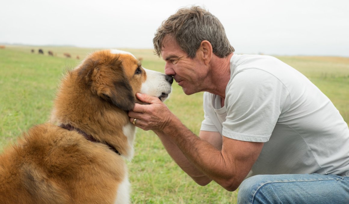 a dog's purpose - κριτική ταινίας