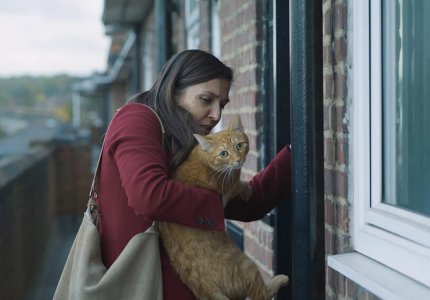 Cat in the wall