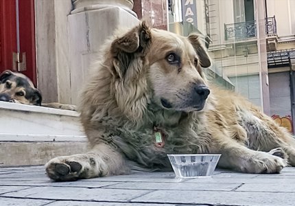 «Ζώα και συναισθήματα»: Το νέο αφιέρωμα του Ertflix