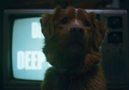 Good boy