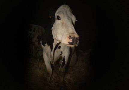 Cow