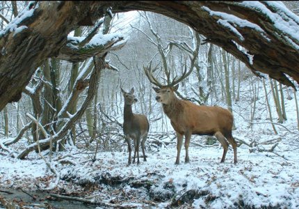 Berlinale 17: Δείτε 8 λεπτά από την ταινία που πήρε την Χρυσή Άρκτο