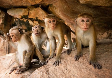 Monkey kingdom