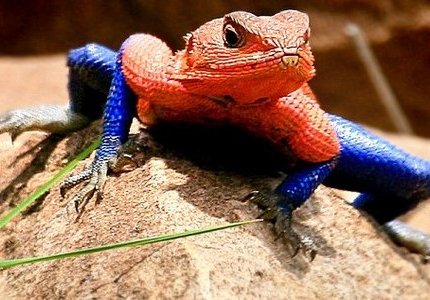 “The lizard” : Ο «εχθρός» του Spider-man είναι... φτυστός!