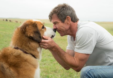 A dog's purpose