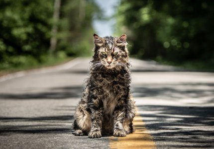 Pet Sematary