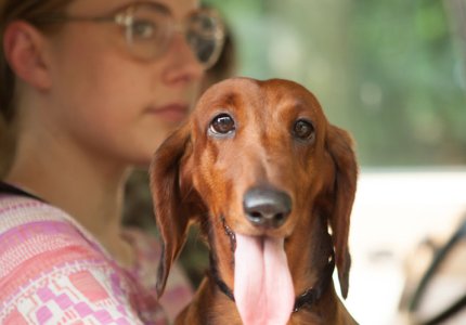 Wiener dog